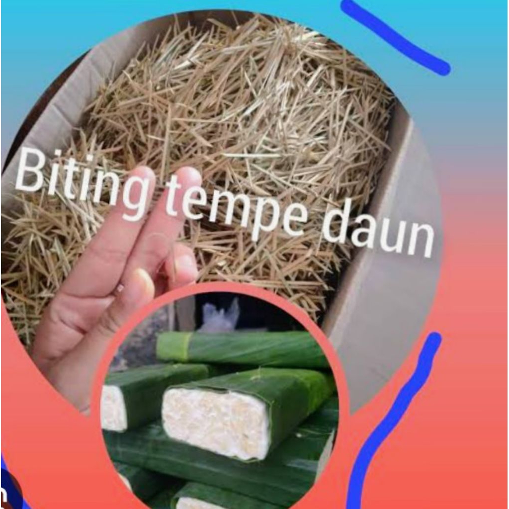 

biting tempe daun lentur dan lancip