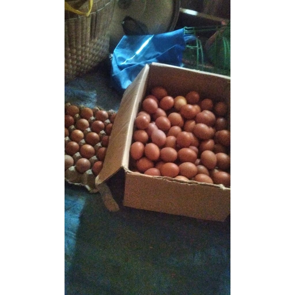 

TELUR AYAM NEGRI PERKILO