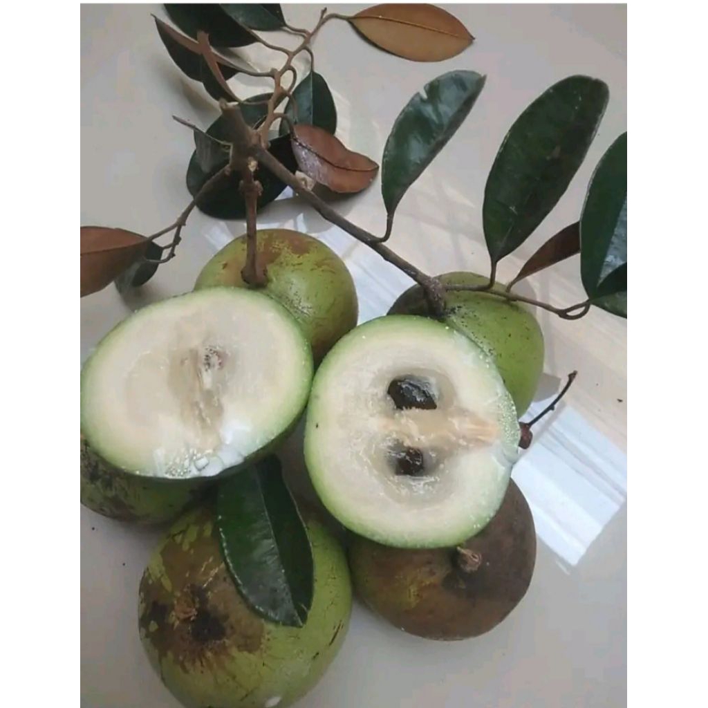 

manecu genitu kenitu apel umbel apel susu karpel suluhan