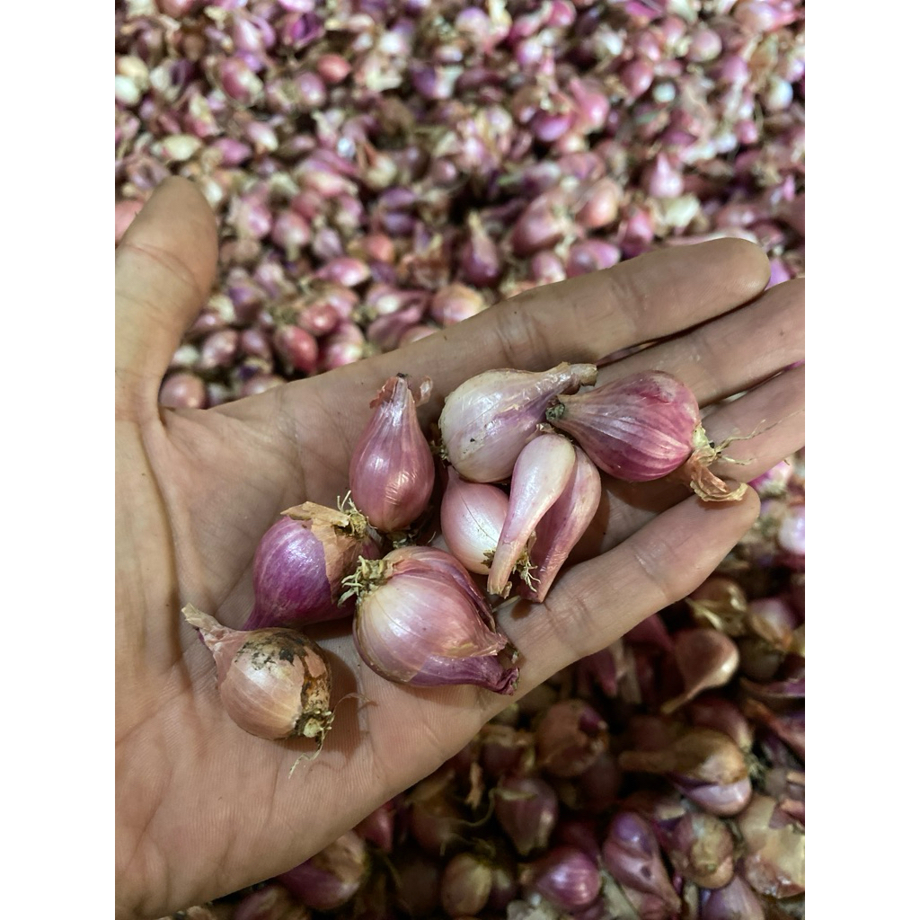 

Bawang Merah Size tanggung Kecil kemasan 1000gr
