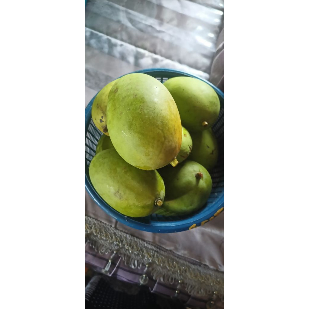 

Buah Kuini Segar 1 Kg – Aroma Harum, Manis, dan Lembut | Buah Musiman Khas Nusantara