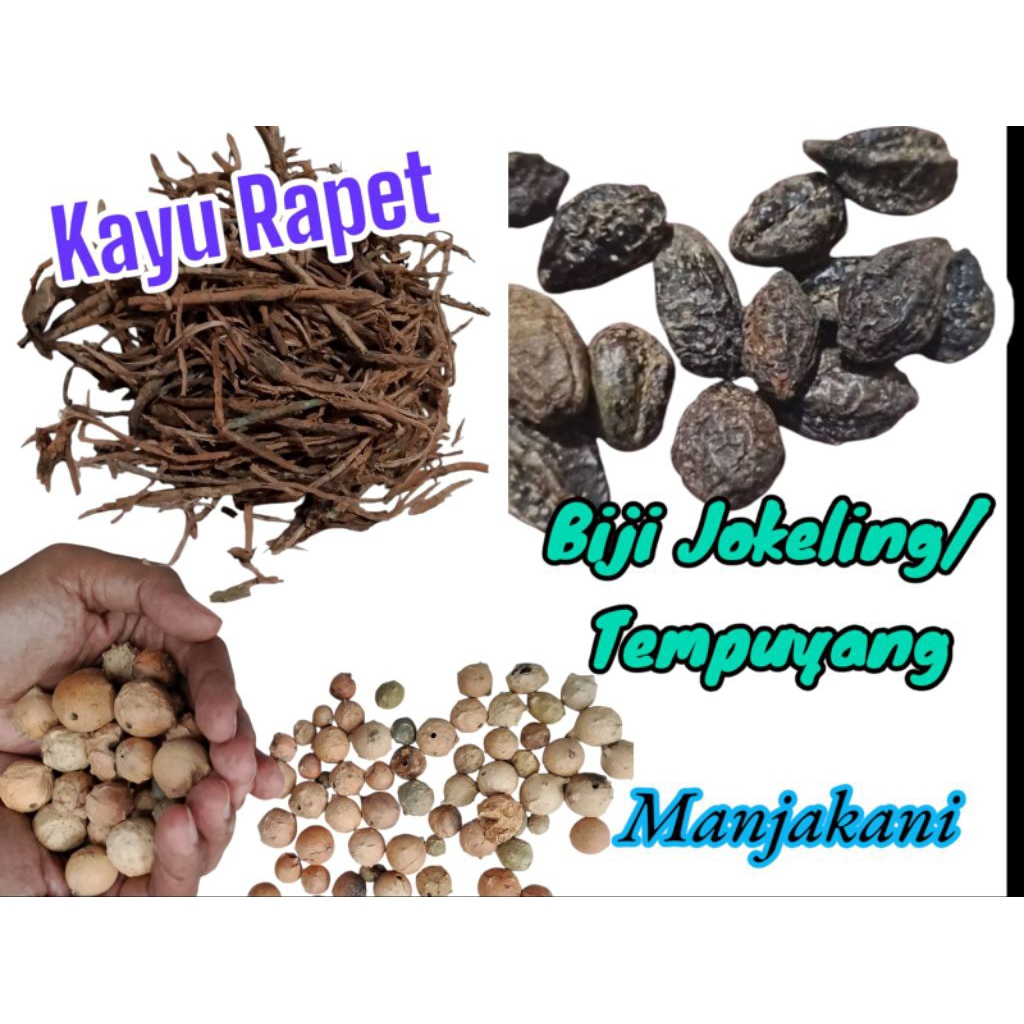 

Paket Jsr Buah Jengkolin/Tempuyang Buah Manjakani Kering Kayu Rapet Herbal Alami