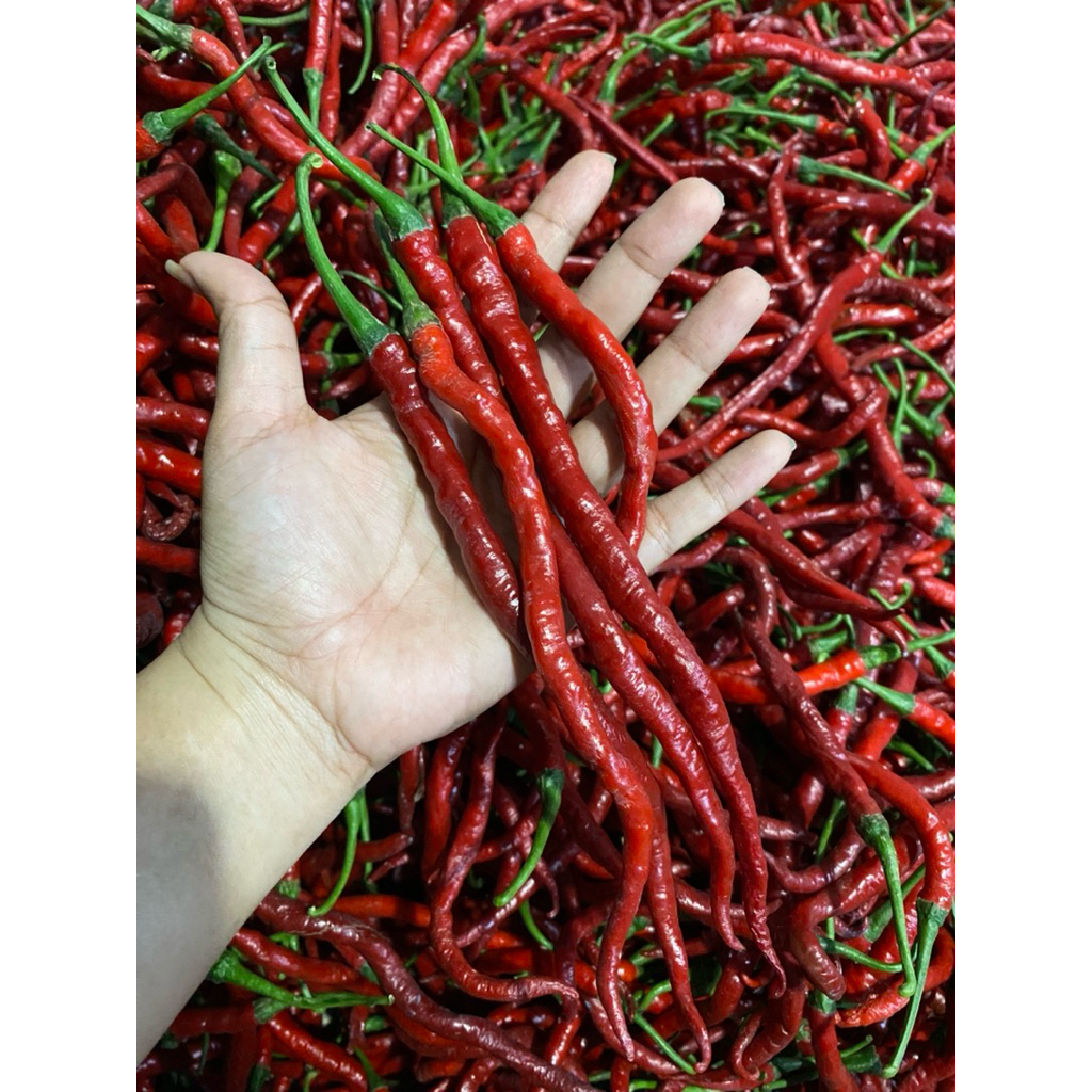

Cabe Keriting Imperial Berat 1000gr/500gr