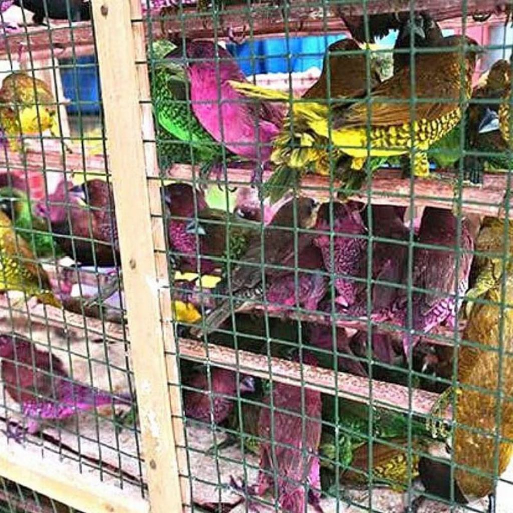 Burung Emprit Warna Warni - Burung Pipit Pelangi - Burung Gereja Hidup - Beli 20 Gratis 2