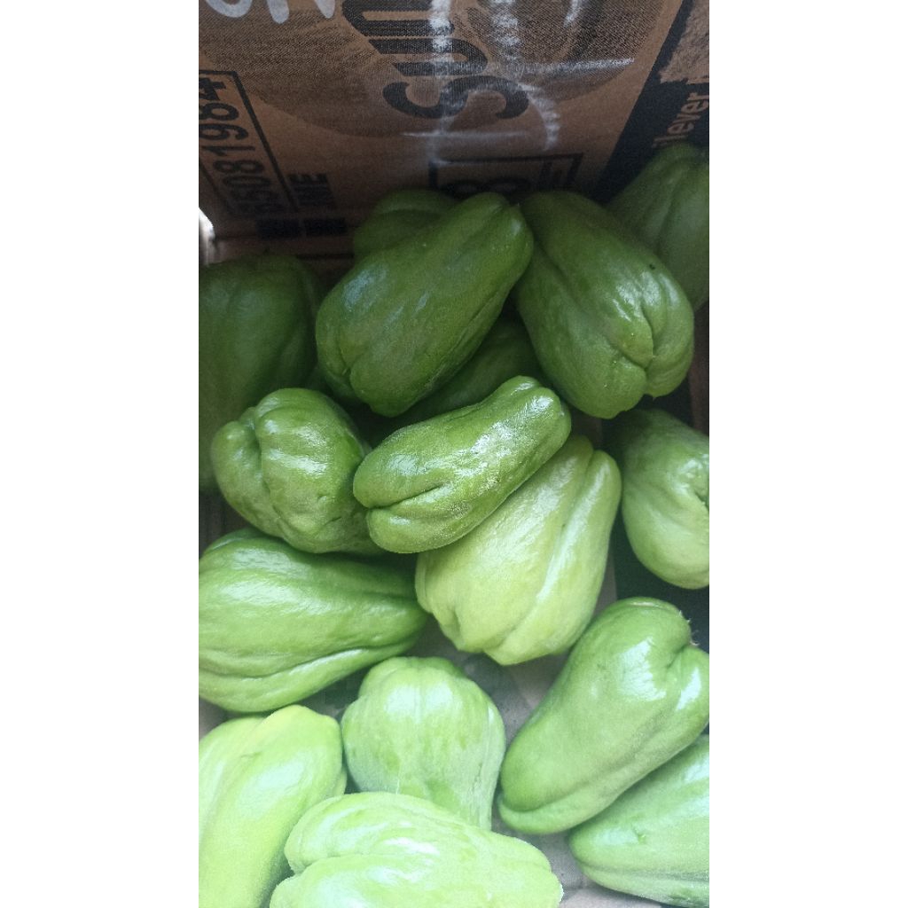 

labu siyem baby fresh langsung dari petani