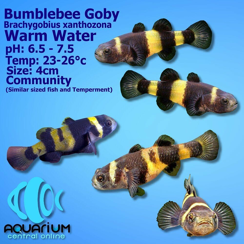 Ikan Hias Goby Bumblebee / Ikan Aquascape / Ikan Hias Air Tawar