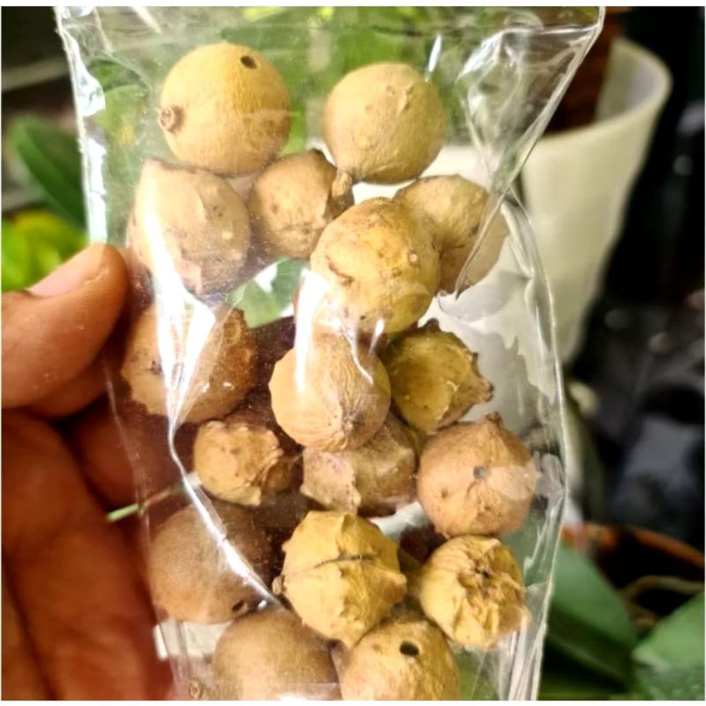 

Manjakani putih kering 100gr kualitas bagus