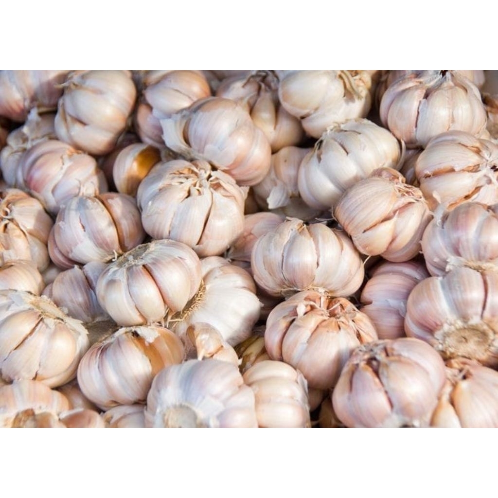 

Bawang Putih Bersih Fresh Segar 1Kg