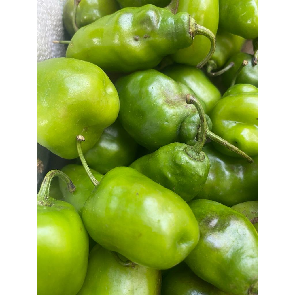 

CABAI BENDOT CABAI GENDOT 250 GRAM DIENG CABE VIRAL