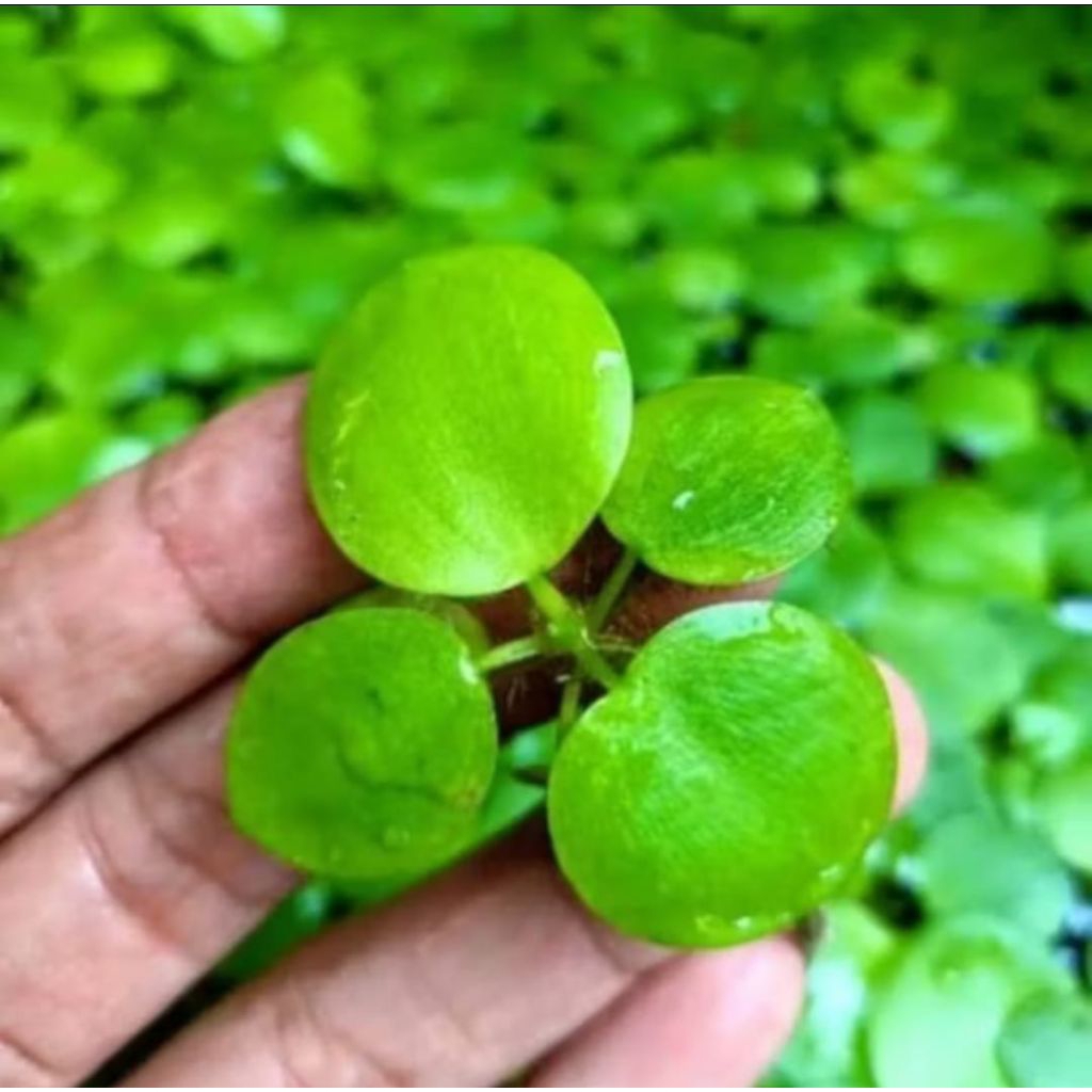 TANAMAN AIR SALVINIA MINIMA MINI ( AQUASCAPE / KOLAM IKAN  )