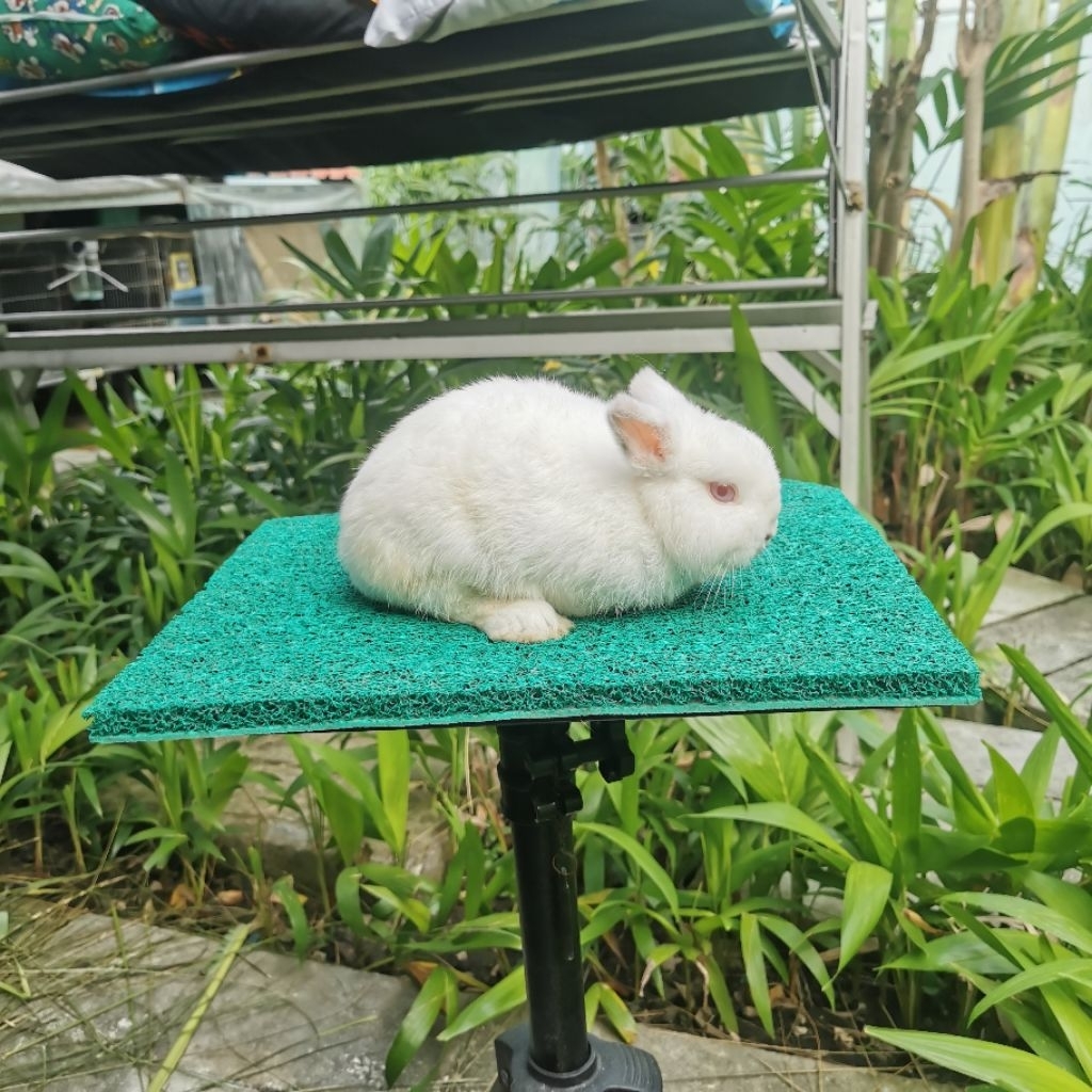 Kelinci Mini Netherland Dwarf ND Senior REW Brood