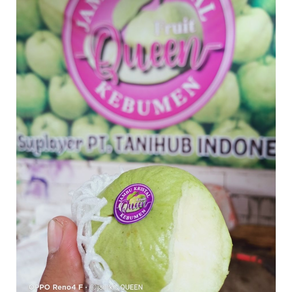 

Jambu kristal kebumen ,sangat kaya vitC untuk memperbaiki pigmen kulit agar terlihat lebih muda dan cantik...800gr
