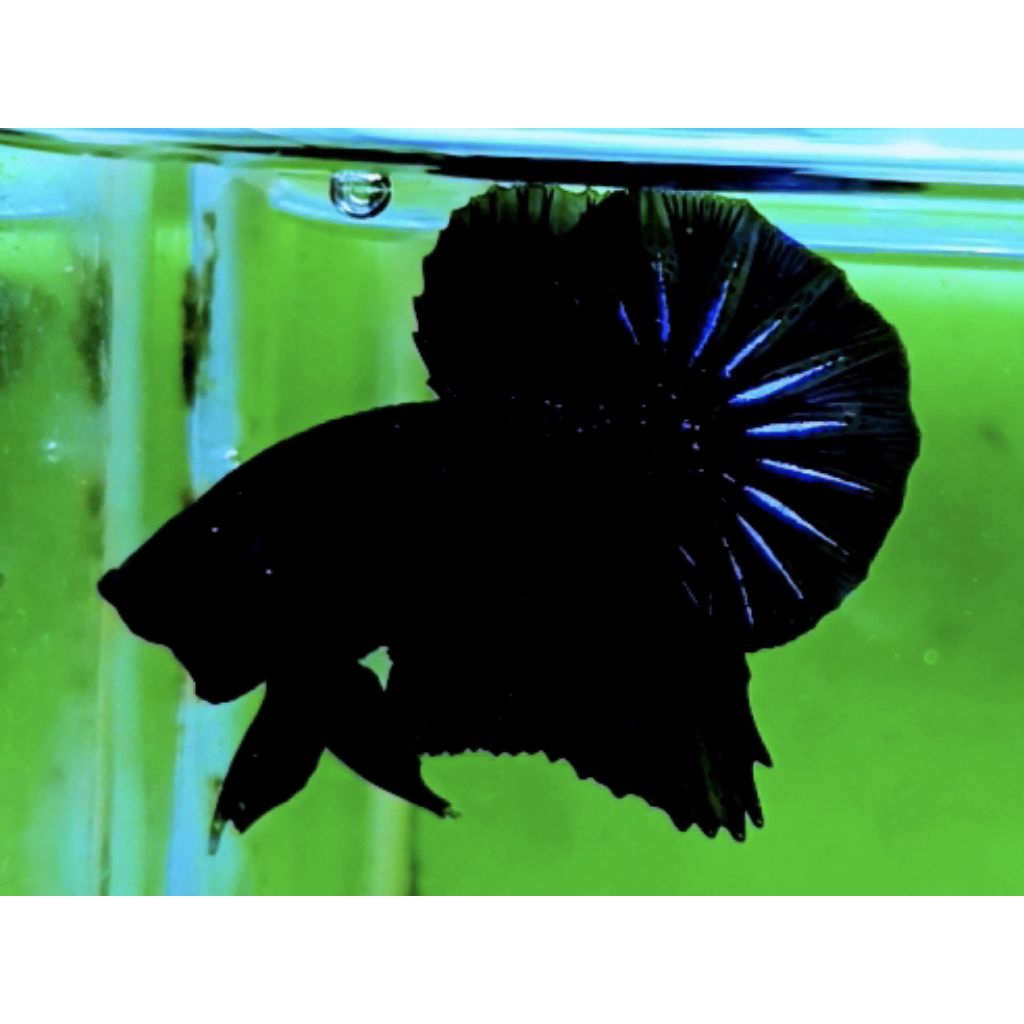 HIASAN AQUARIUM CUPANG SUPER BLACK
