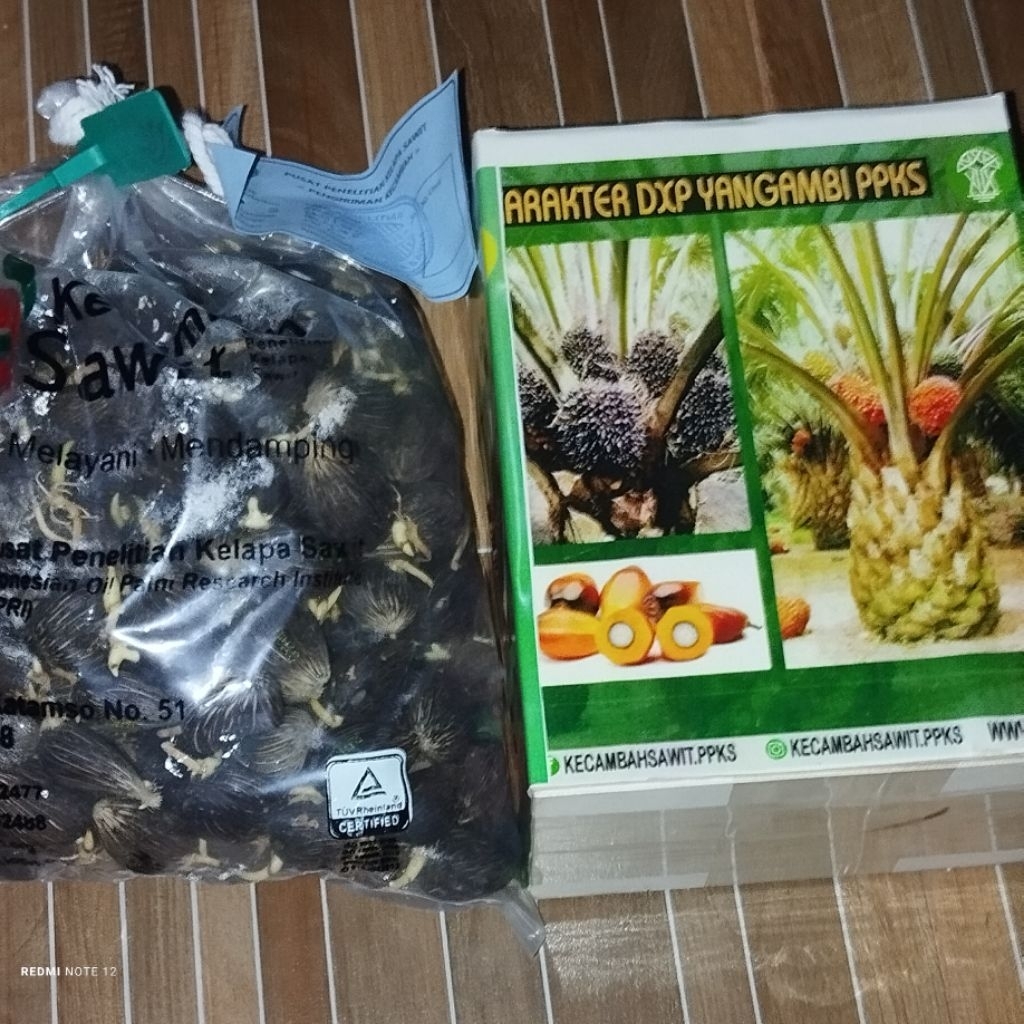 Bibit kelapa sawit ppks simalungun