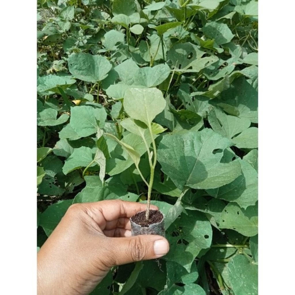 

Paket Hemat 1 Karung Bibit Terong Ungu