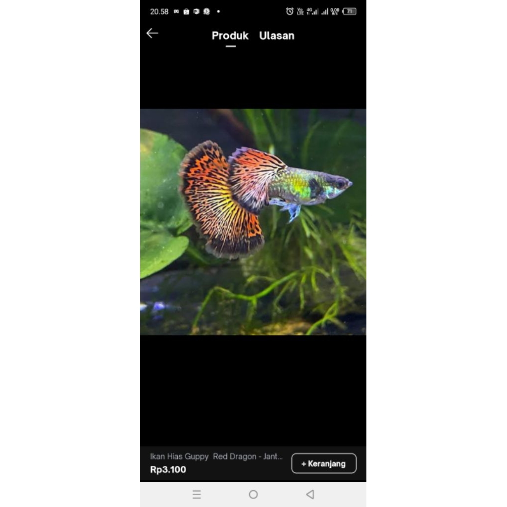 

Plastik gambar Gappy Dragon