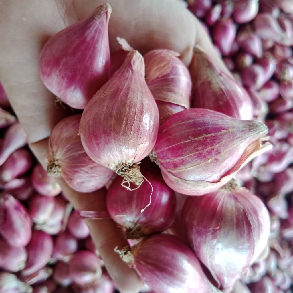 

Bawang merah Besar lokal nganjuk kering