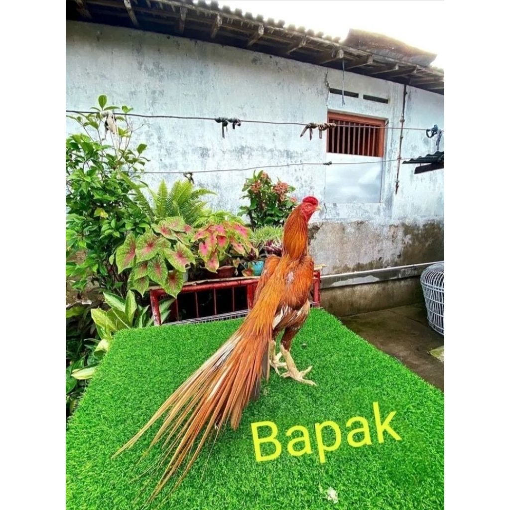 telur fertil ayam hias ekor lidi,untuk di tetaskan