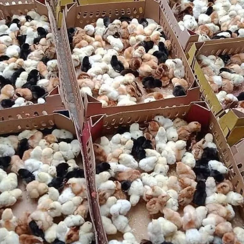 Doc Ayam Joper - Ayam Kampung Super - Anak Ayam Joper