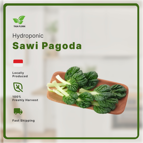 [Tiga Flora] Sawi Pagoda Hidroponik Segar Fresh Premium │ Sayur Sehat Organik Less Pestisida │ Daun 