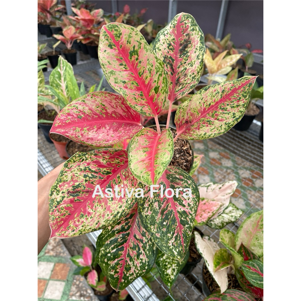 Aglonema sweet dream