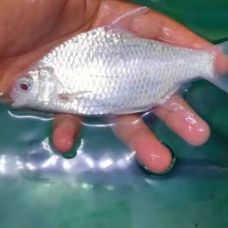 KAVIAT PLATINUM UKURAN 3 JARI