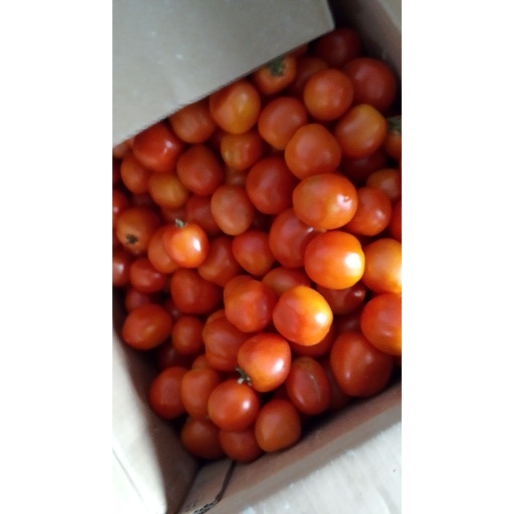 

TOMAT SEGAR BASKARA PER KG