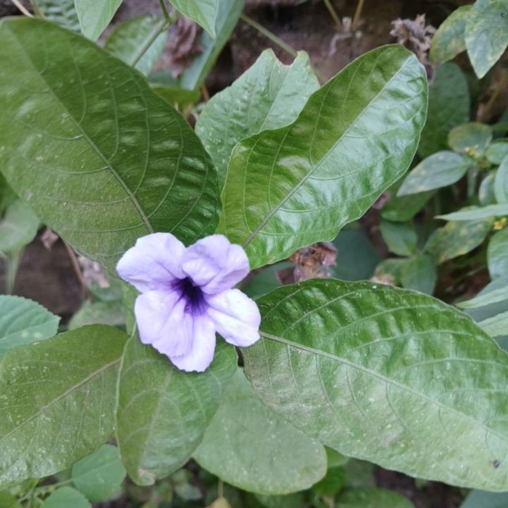 

Daun Kencana ungu 1kg petik langsung