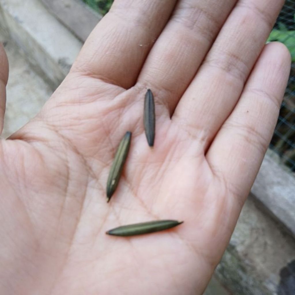 

50x Pletekan / biji Kencana ungu