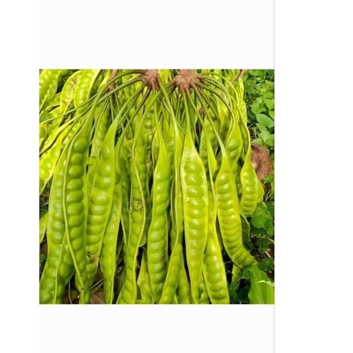 

Pete padi paket 10 papan / 10 ikat asli anyer banten