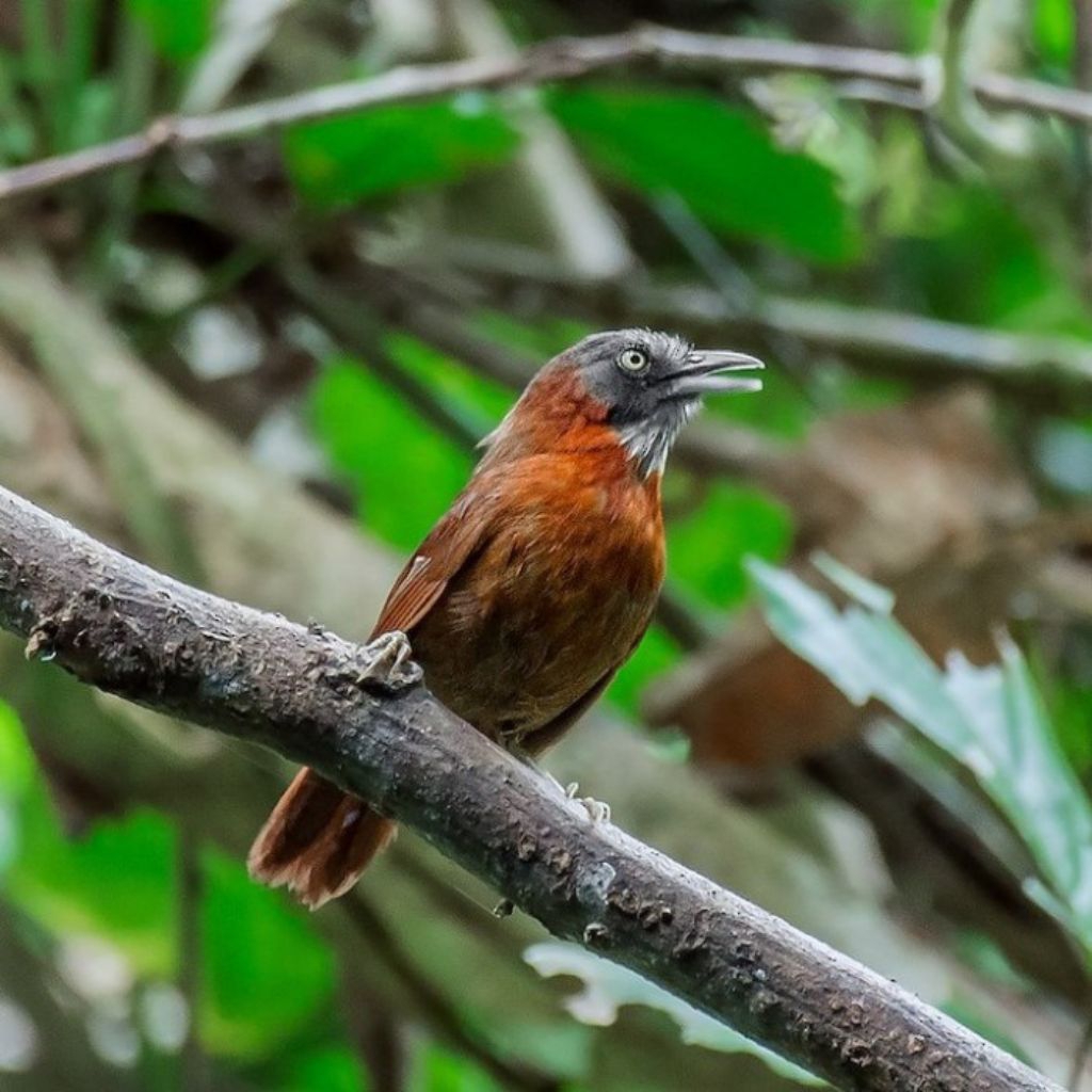 Burung Tepus Pala ABu pilihn istimewa