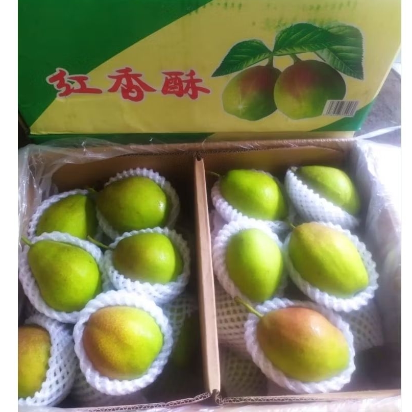 

Pear Hijau Xiangli Jumbo Fresh Super 1 Kg