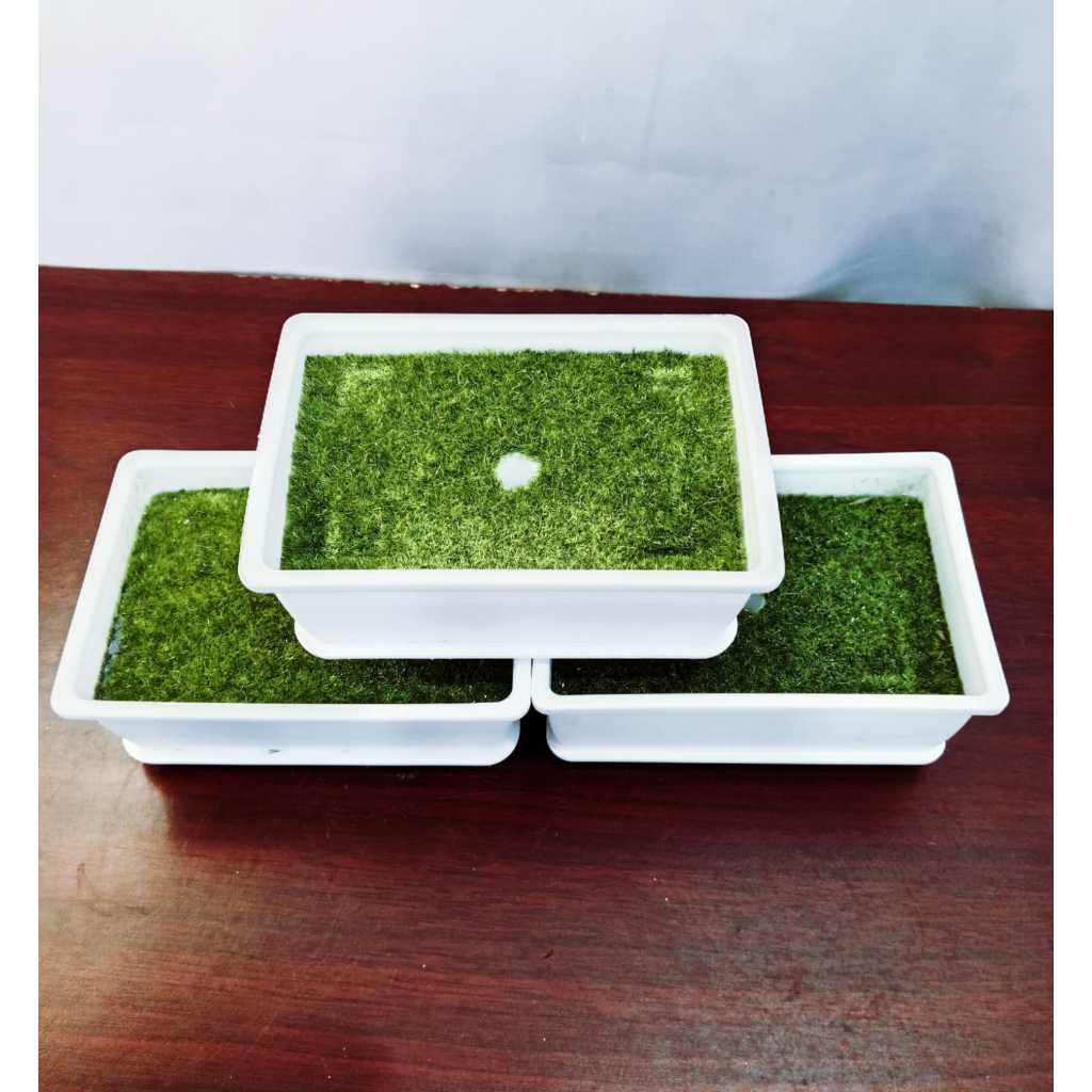 Pot Bonsai / Pot Plastik Persegi Putih