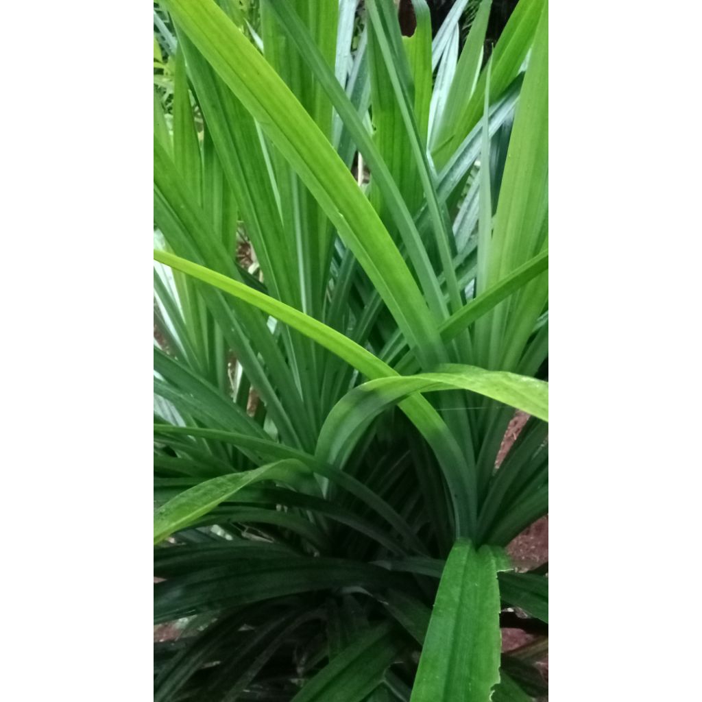 

Daun pandan wangi 300/Lembar