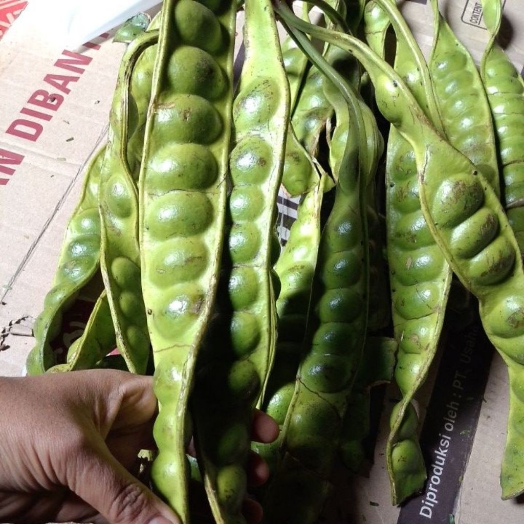 

PROMO Pete super,tua 5papan