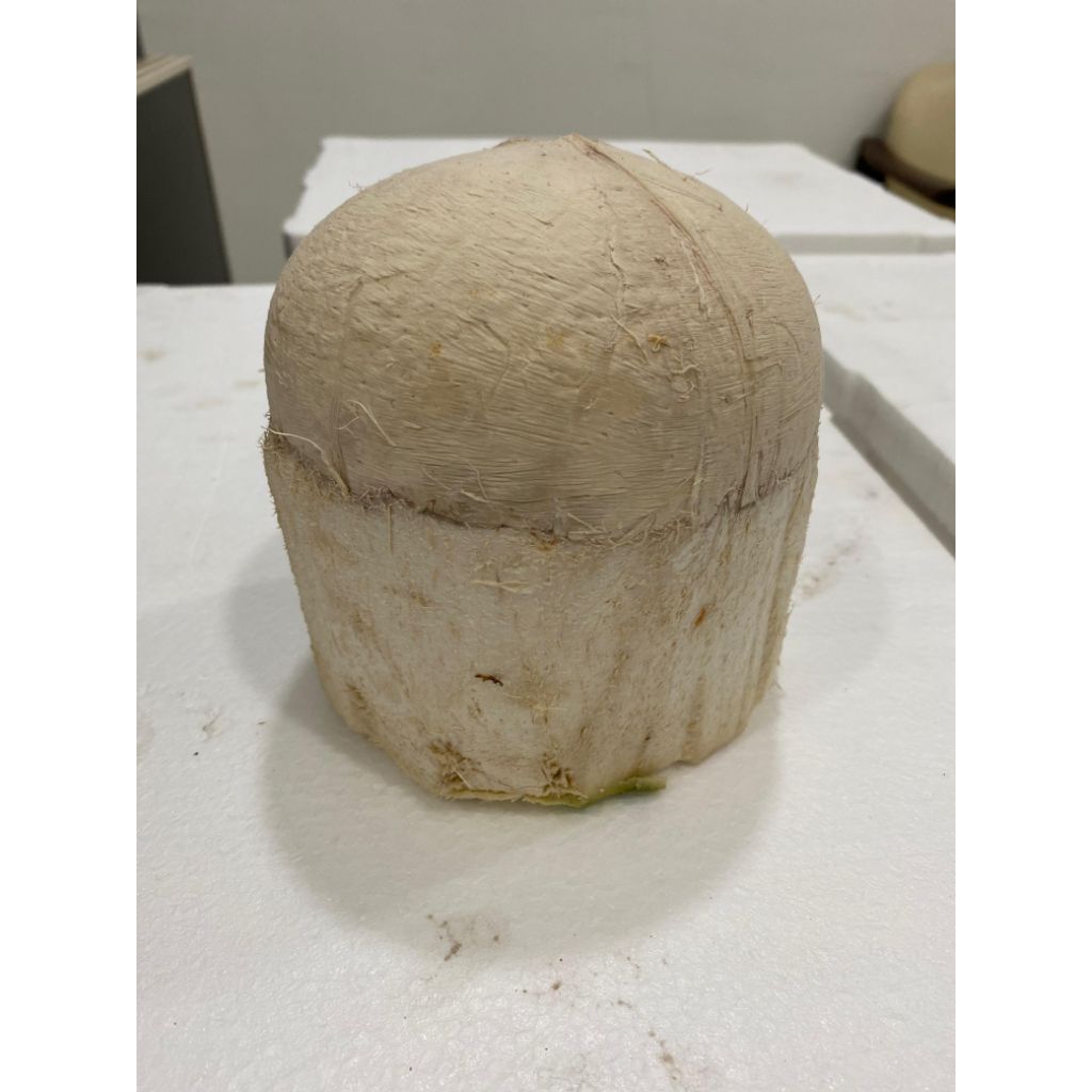 

KELAPA PANDAN THAILAND MEDAN