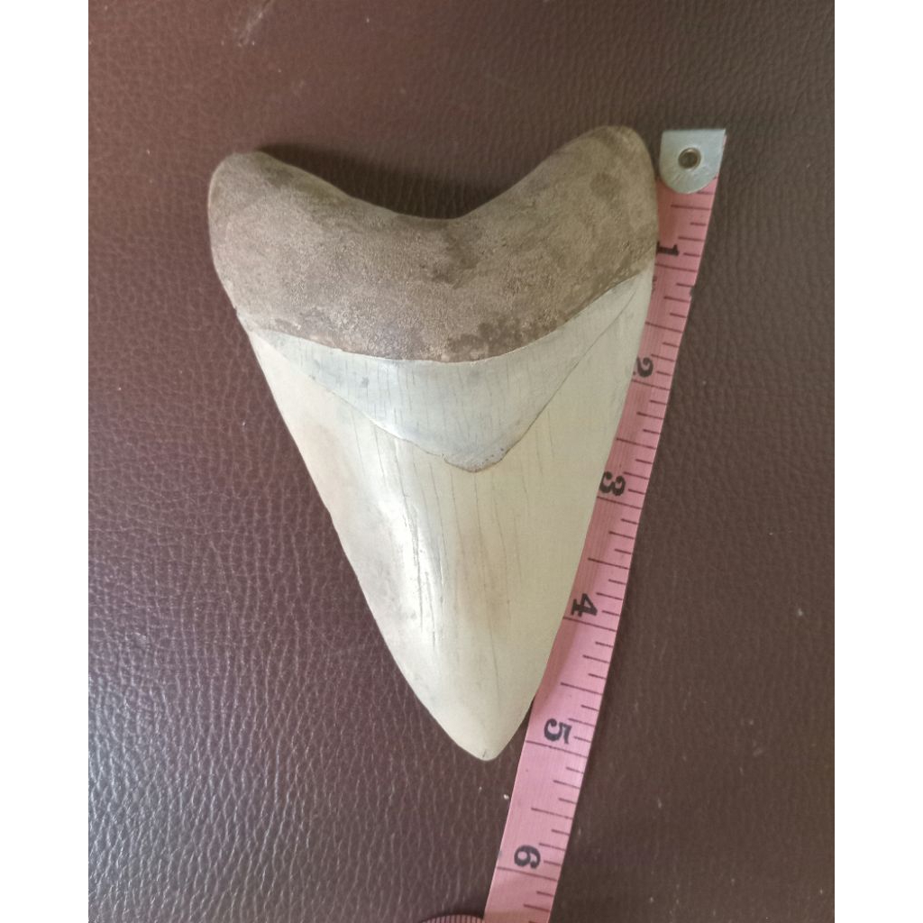 gigi Megalodon panjang 5 in