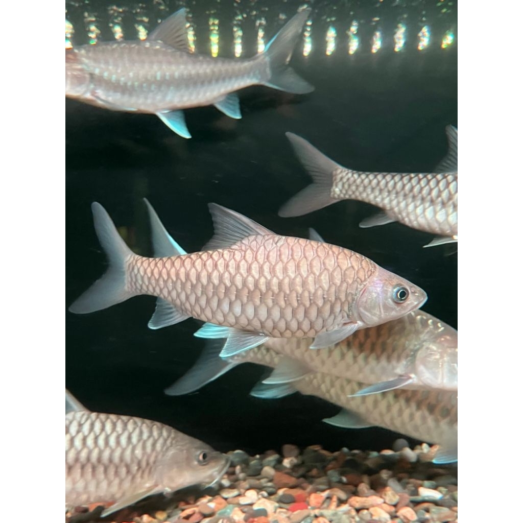 Tor Tambroides Thailand Import