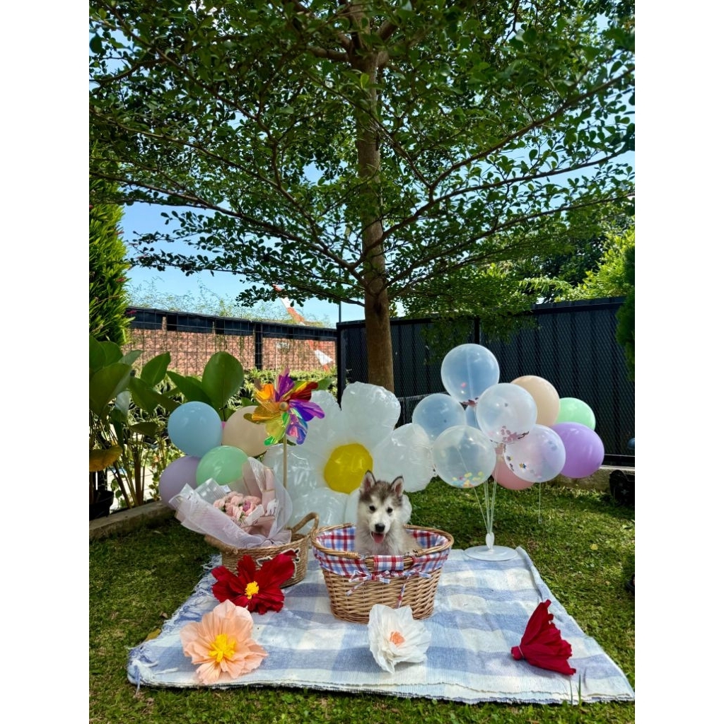 OPEN BOOKING SUPERB QUALITY PUPPIES ALASKAN MALAMUTE