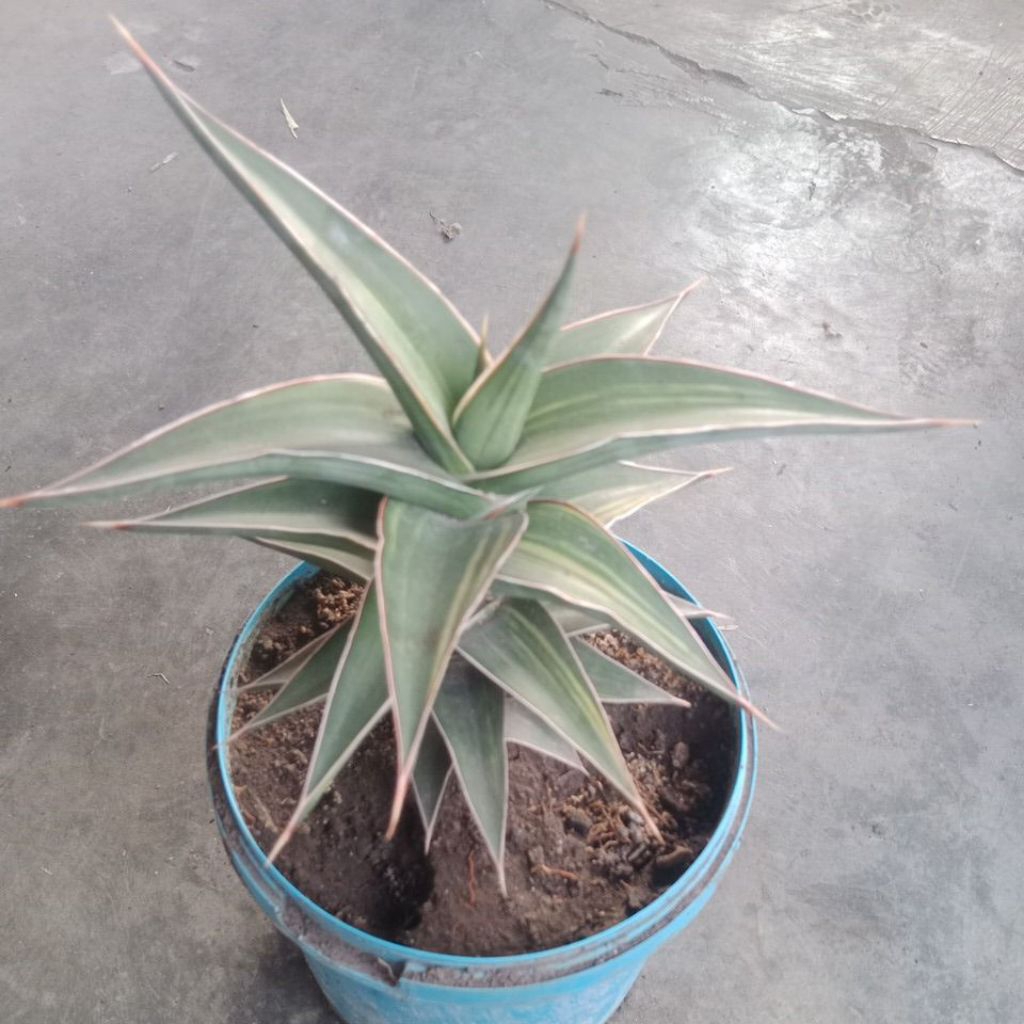 SANSEVIERA LAVRANOS VARIGATA 02