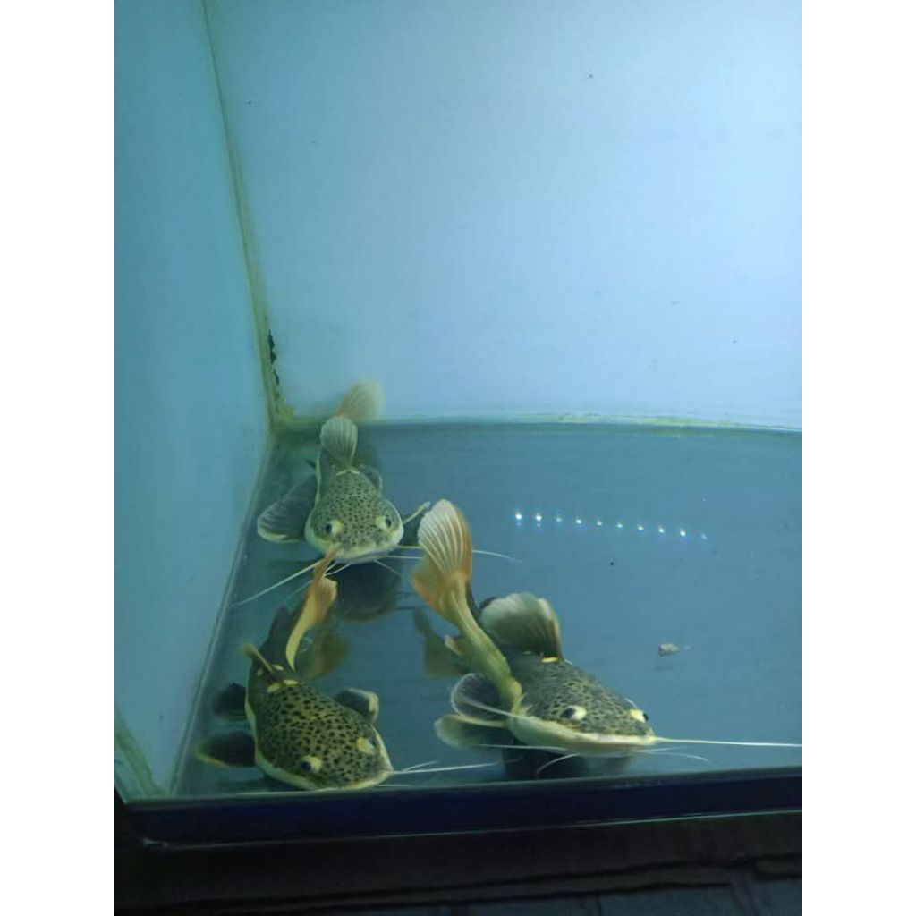 Rtc 9-10 cm ikan sehat rakus