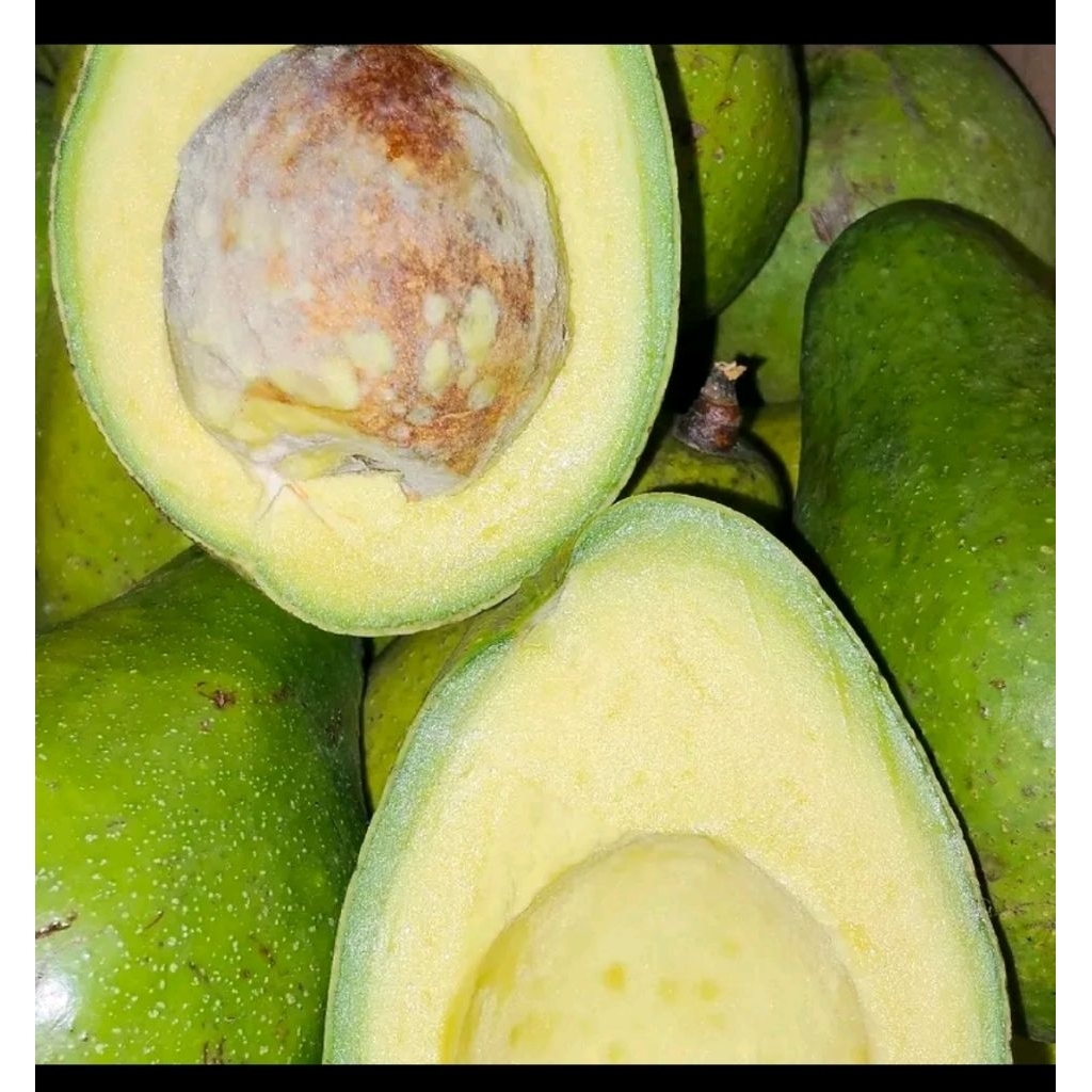 

ALPUKAT MENTEGA MENTAH TUA FRESH BARU PETIK 1KG ISI 3 4 5