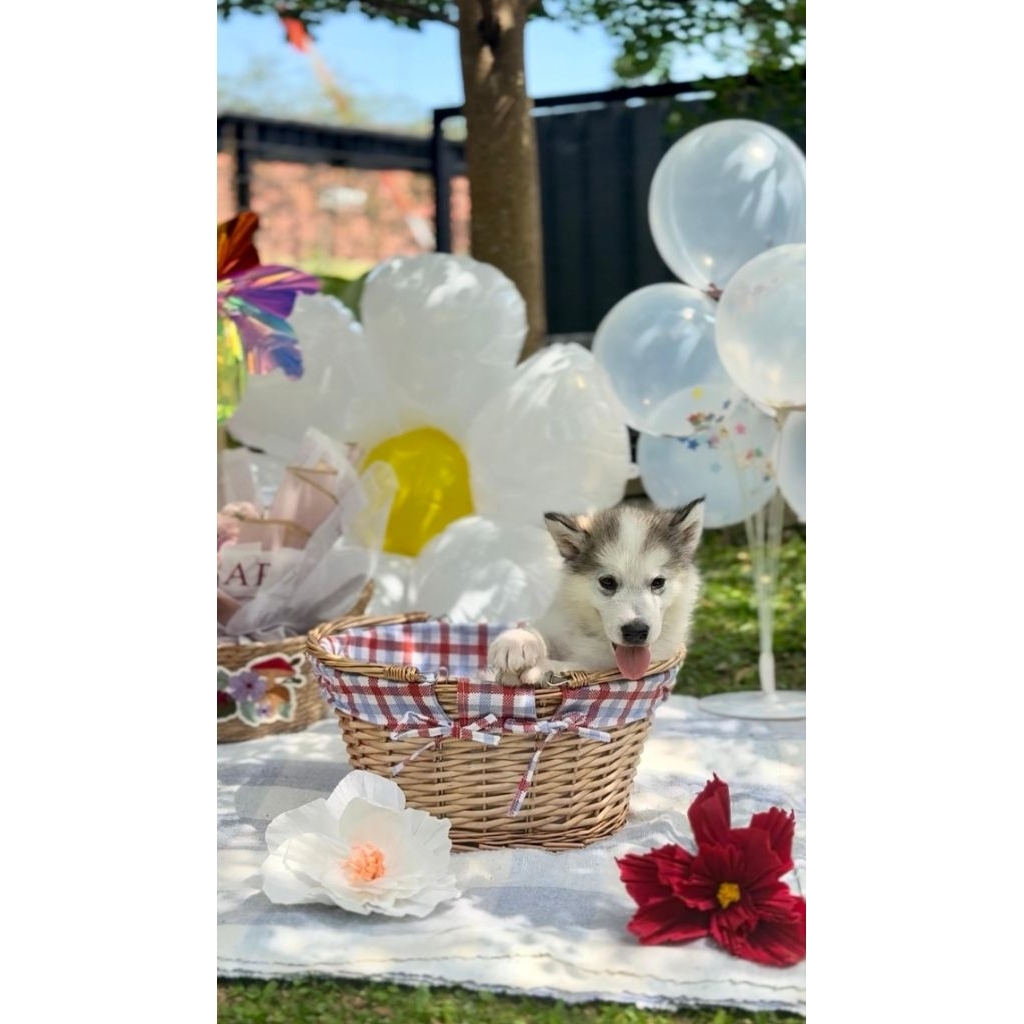 OPEN BOOKING SUPERB QUALITY ALASKAN MALAMUTE PUPPIES