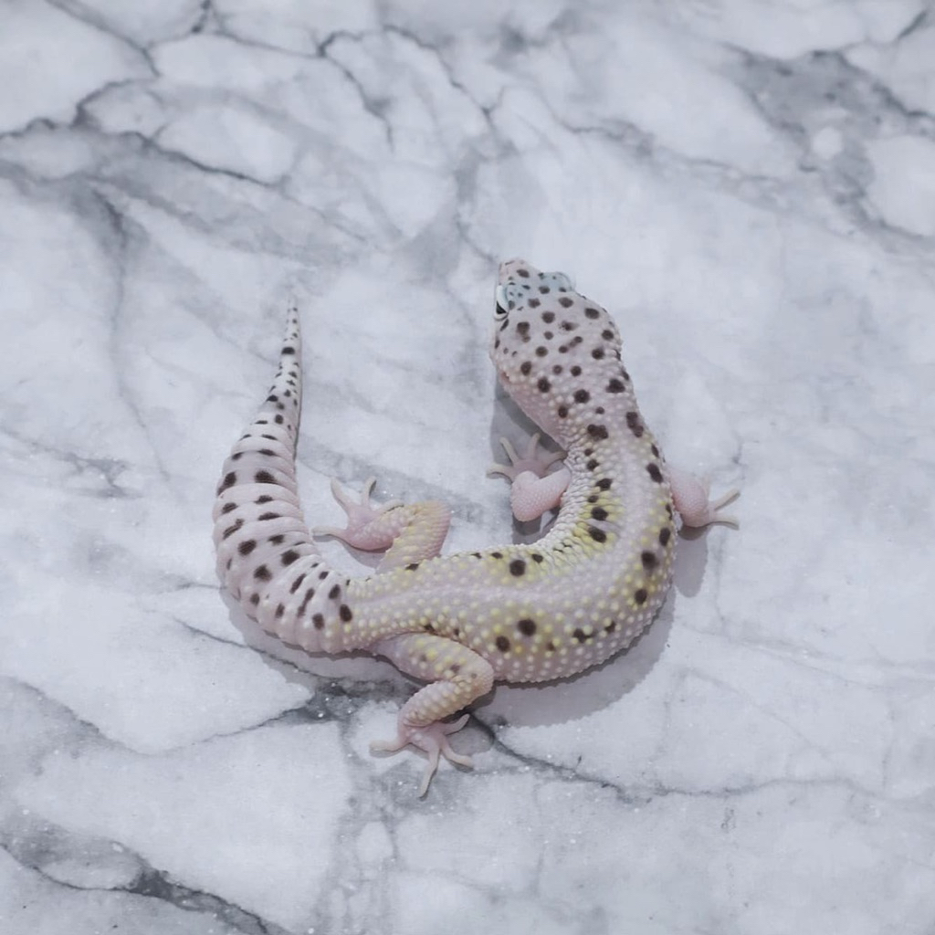 Gecko White n Yelllow Snow