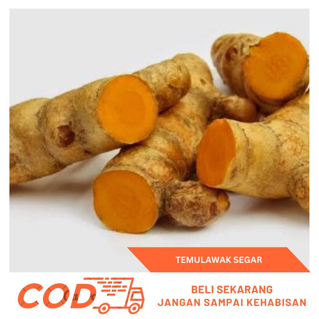 

Temulawak Segar 1kg-Temulawak Fresh Asli Petani