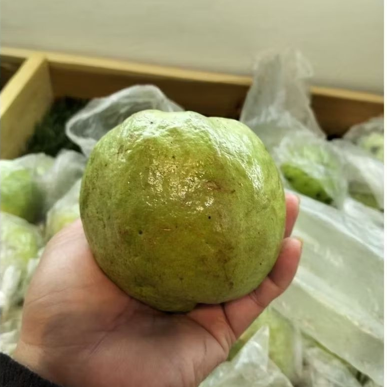 

Jambu Kristal 1kg - jambu lokal jambu kristal