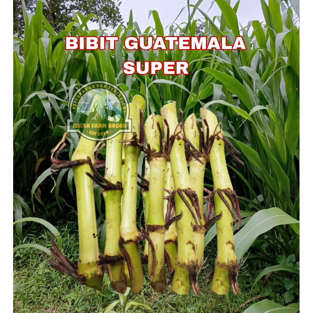 bibit guatemala perbatang/steck bibit rumput Guatemala