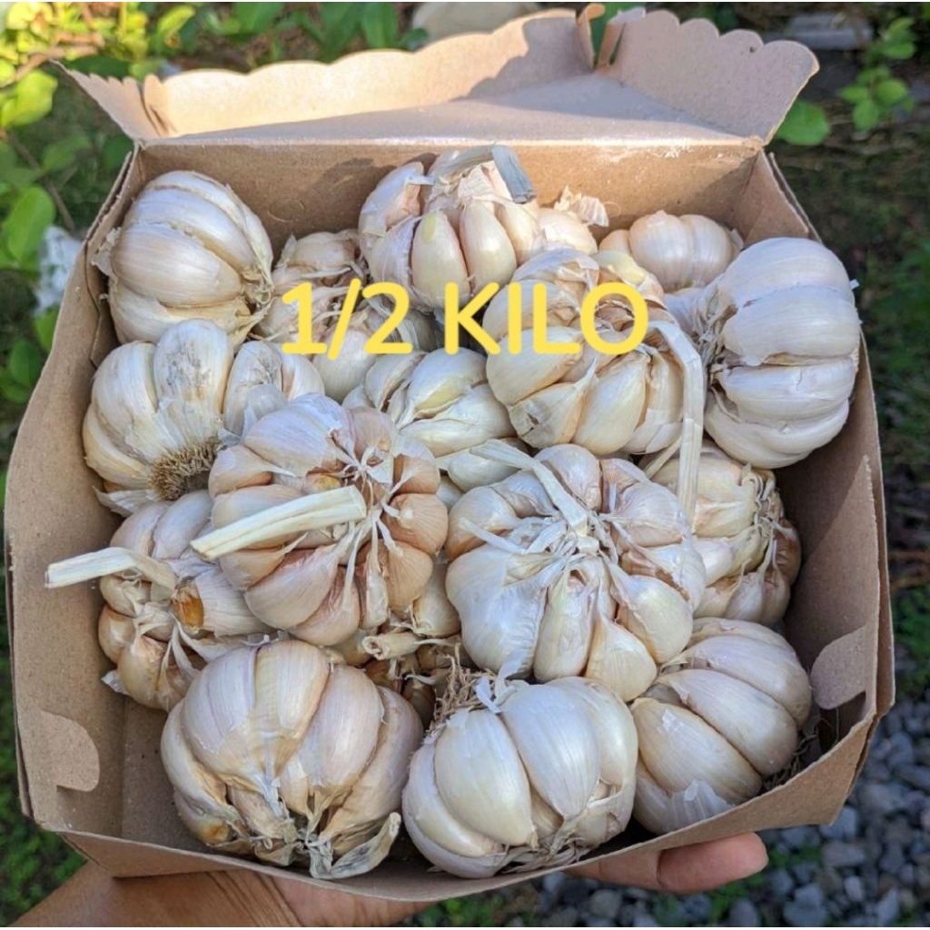 

BAWANG PUTIH SINCO 500 GRAM TERMURAH