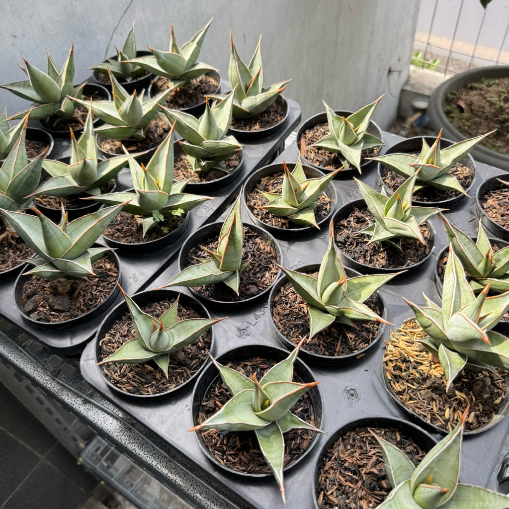 sansevieria pinguicula - sansevieria pinguiculata