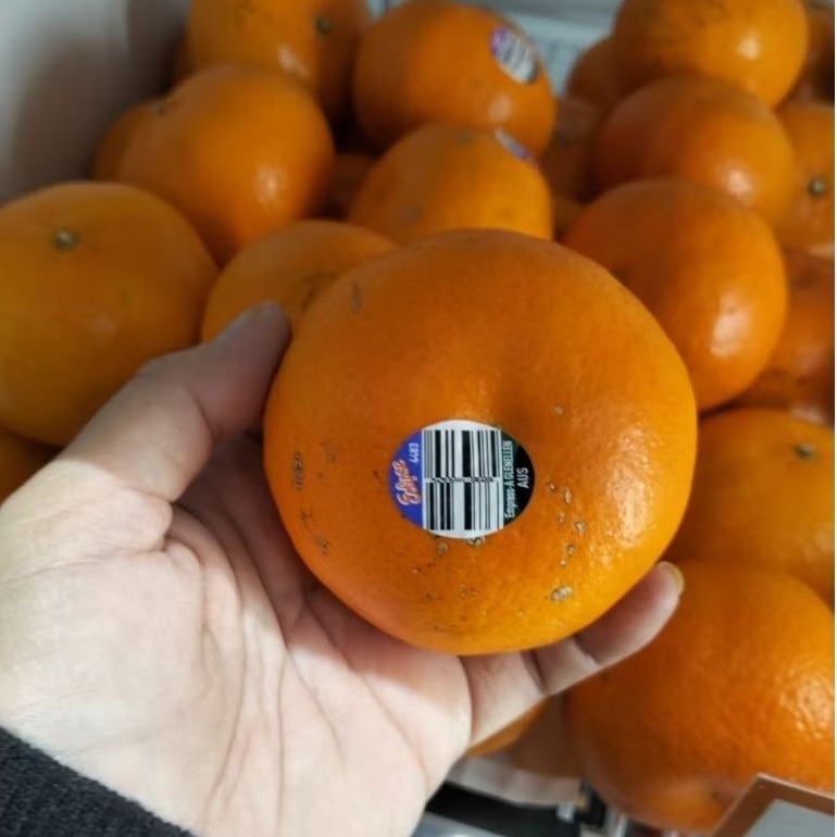 

Jeruk Murcot Australia 1kg - Jeruk manis segar